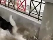 Dog Loves To Jump Through The Fence