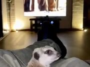Meerkat Watching Animals On The Screen
