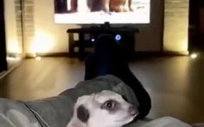 Meerkat Watching Animals On The Screen - Animals - VIDEOTIME.COM