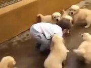 Young Boy Attacked By Cute Puppy Litter