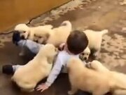 Young Boy Attacked By Cute Puppy Litter