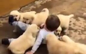 Young Boy Attacked By Cute Puppy Litter - Animals - VIDEOTIME.COM