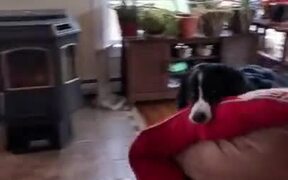 Doggo Doesn't Sleep On The Floor - Animals - VIDEOTIME.COM