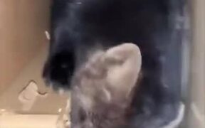 A Pet Russian Sable - Animals - VIDEOTIME.COM