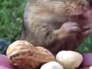 Human Feeding A Squirrel