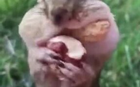 Human Feeding A Squirrel - Animals - VIDEOTIME.COM