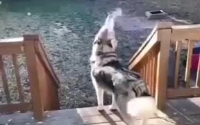 Husky Puppy Exhaling Smoke Into The Air - Animals - VIDEOTIME.COM