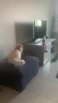 Fat Cat Faces Jumping Failure