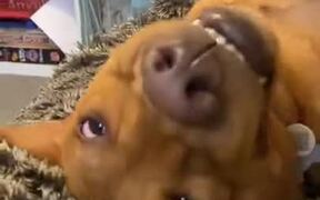 A Dog Is The Boss Of Derps - Animals - VIDEOTIME.COM