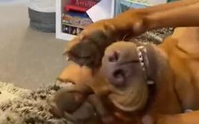 A Dog Is The Boss Of Derps - Animals - VIDEOTIME.COM