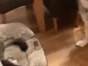 When The Cat Stole The Dog's Bed