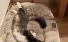 When The Cat Stole The Dog's Bed - Animals - VIDEOTIME.COM