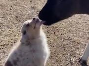 When A Calf Found A Puppy Tasty