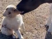 When A Calf Found A Puppy Tasty