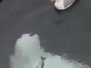Beluga Whale Messing With A Seagull