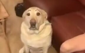 Give Your Dog Eyebrows - Animals - VIDEOTIME.COM
