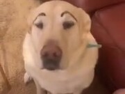 Give Your Dog Eyebrows