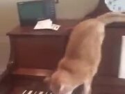 When A Cat Stepped On The Piano