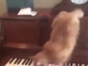 When A Cat Stepped On The Piano