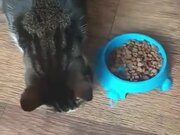 Cat Only Eats From The Floor