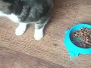 Cat Only Eats From The Floor