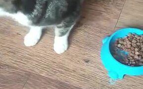 Cat Only Eats From The Floor - Animals - VIDEOTIME.COM
