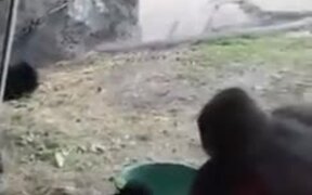 Full Gorilla Family Having A Fight - Animals - VIDEOTIME.COM