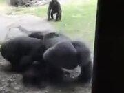 Full Gorilla Family Having A Fight