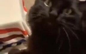 Black Cat With A Special Spot On Behind - Animals - VIDEOTIME.COM