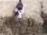 Kitty Trying Long Jumps