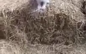 Kitty Trying Long Jumps - Animals - VIDEOTIME.COM
