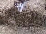 Kitty Trying Long Jumps