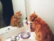 Cat Who Doesn't Like A Mirror