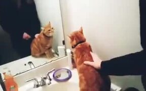Cat Who Doesn't Like A Mirror - Animals - VIDEOTIME.COM