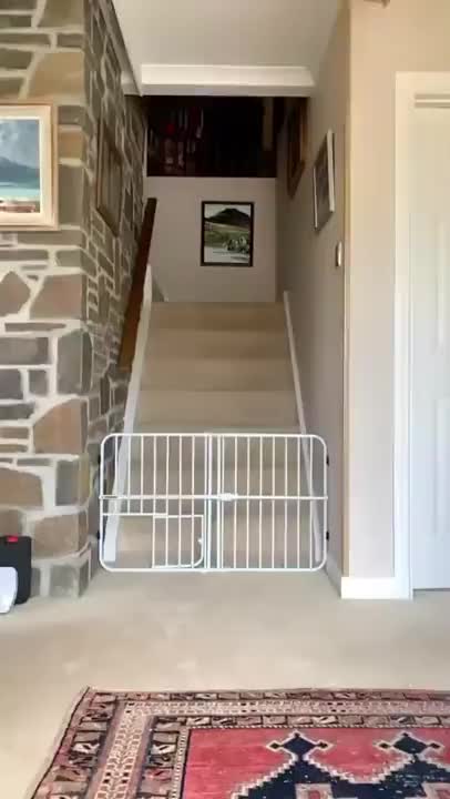Dog Literally Breaking The Barrier