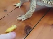 Dragon Unable To Eat Fruit