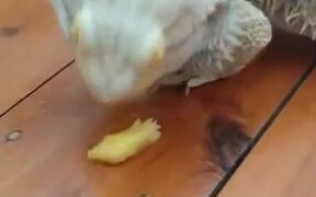 Dragon Unable To Eat Fruit - Animals - VIDEOTIME.COM