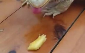 Dragon Unable To Eat Fruit - Animals - VIDEOTIME.COM