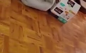 Cat Trying To Fit A Big Bed In A Small Box - Animals - VIDEOTIME.COM