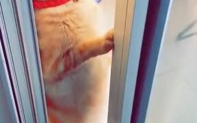 Careful Cat Planning To Escape - Animals - VIDEOTIME.COM