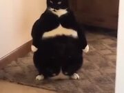 Weirdest Looking Fat Cat