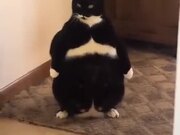 Weirdest Looking Fat Cat
