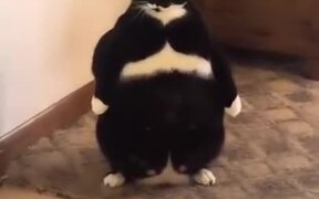Weirdest Looking Fat Cat - Animals - VIDEOTIME.COM
