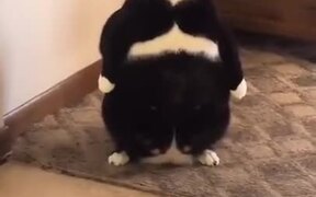 Weirdest Looking Fat Cat - Animals - VIDEOTIME.COM
