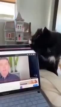 Cat Biting A Laptop