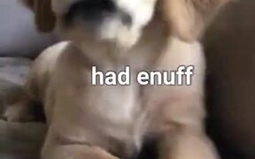When You Annoy A Golden Retriever - Animals - VIDEOTIME.COM