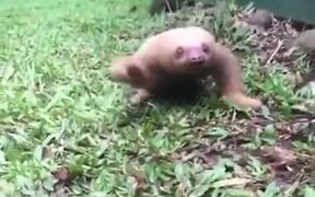 Baby Sloth Is Not That Slow - Animals - VIDEOTIME.COM