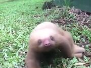 Baby Sloth Is Not That Slow
