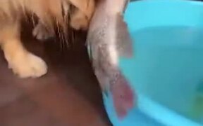 A Kind-Hearted Golden Retriever - Animals - VIDEOTIME.COM
