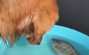 A Kind-Hearted Golden Retriever - Animals - VIDEOTIME.COM